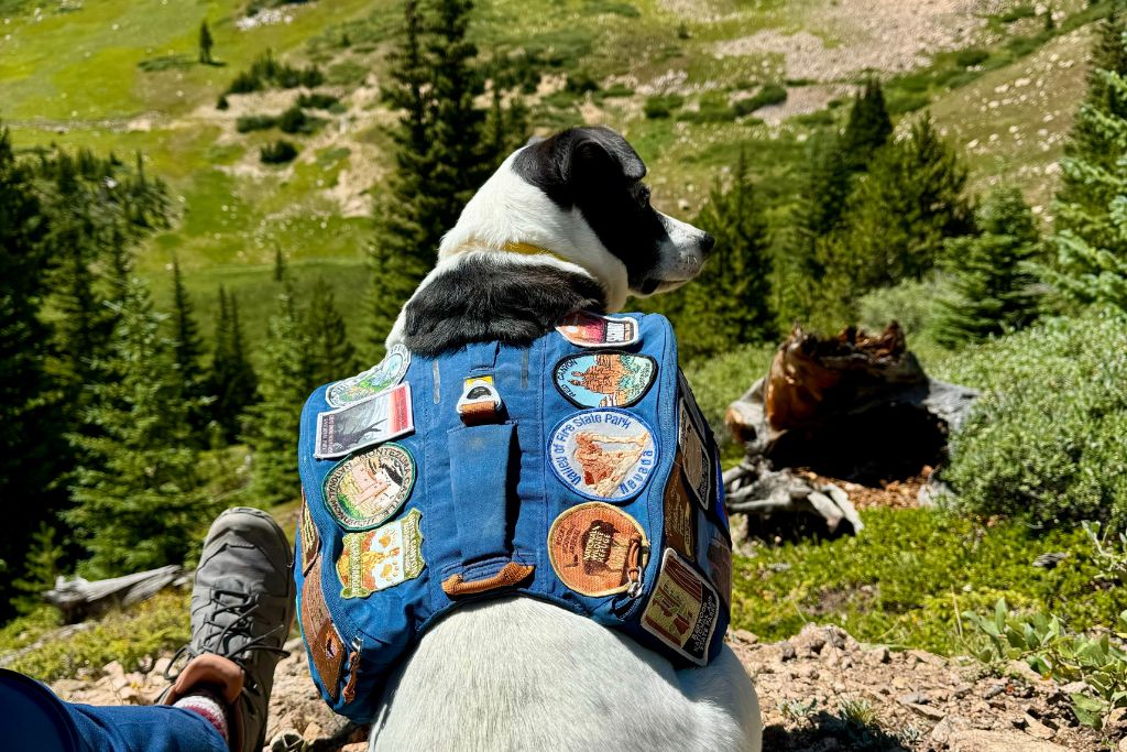 dog with blue backpack