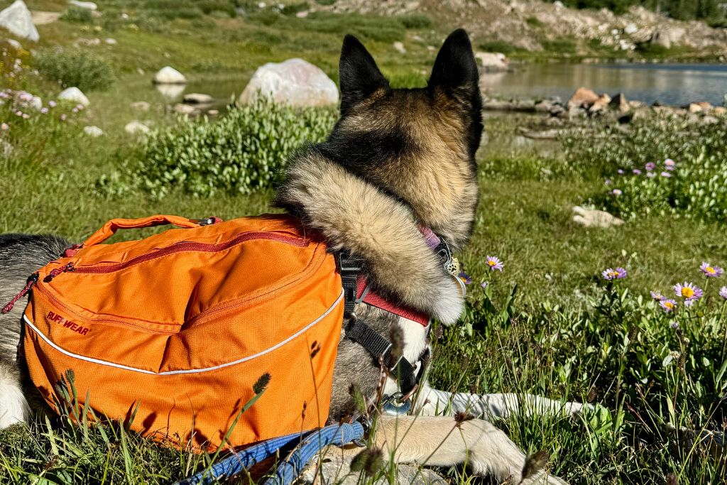 dog with orange backpack