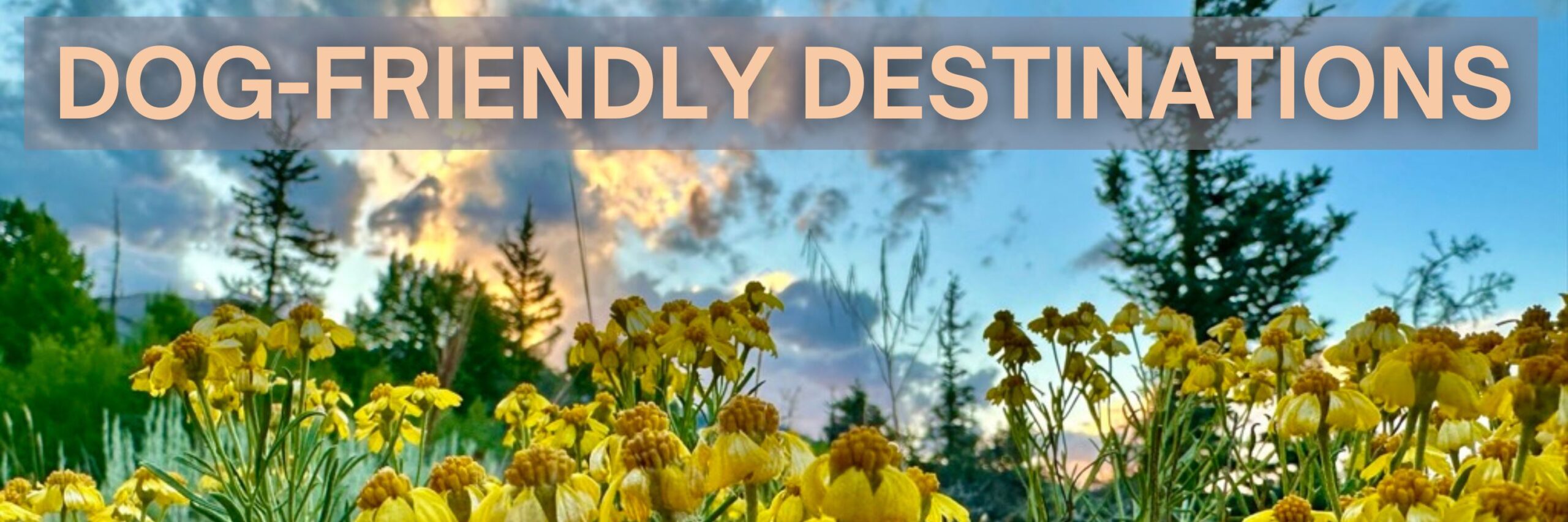 Yellow flowers in front of blue sky, with words: Dog-friendly destinations